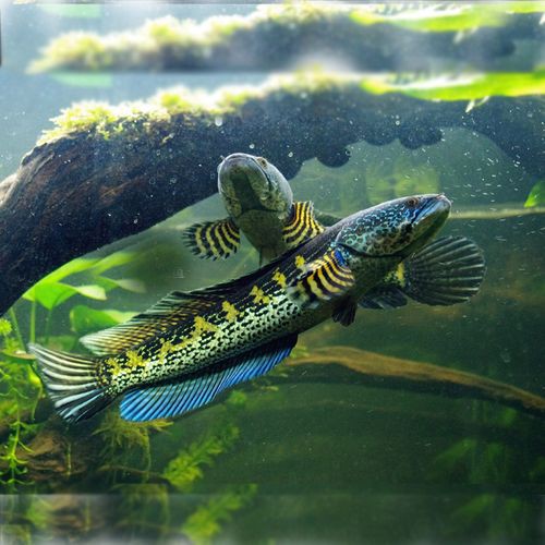 金龍魚和雷龍魚可以混養嗎圖片對比