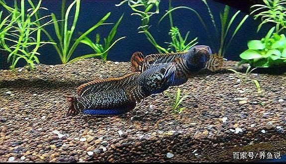 金龍魚和雷龍魚可以混養嗎圖片對比