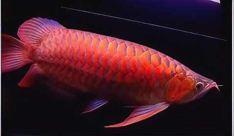 紅龍發色后的生活習性變化