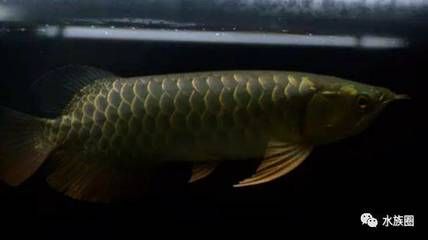 龍魚用什么水養好：龍魚對水質有著較高的要求