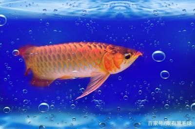 龍魚燈光照射最佳時間是幾點