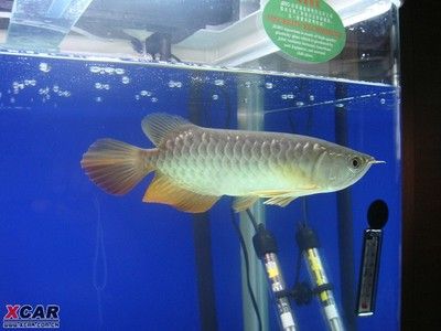 龍魚適合家里養(yǎng)嗎？