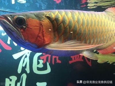 龍魚適合家里養(yǎng)嗎？