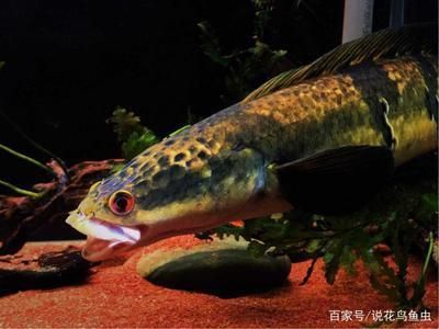 雷龍魚喂飼料長得快嗎還是慢：雷龍魚飼料與活食搭配比例