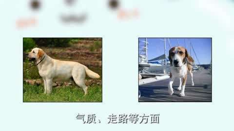 血統(tǒng)級和賽級有什么區(qū)別