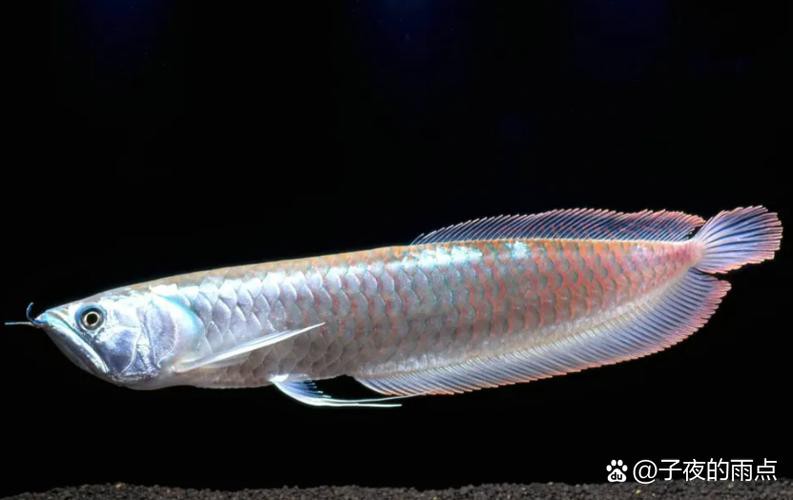 金龍魚有哪些系列的 金龍魚有哪些系列的 龍魚百科 第8張