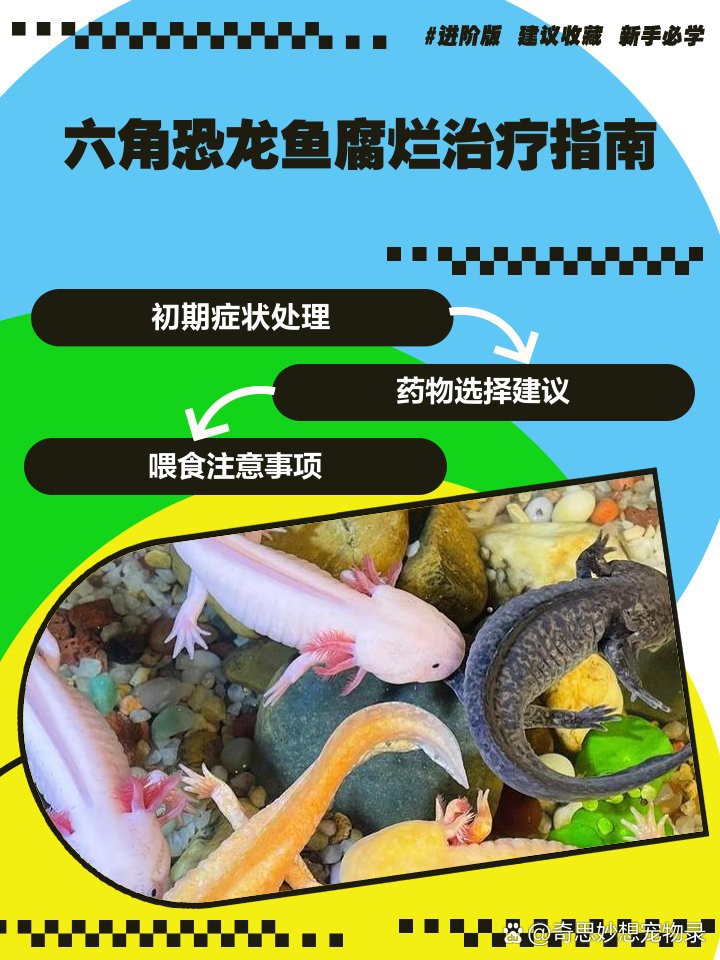 六角恐龍魚手爛了怎么辦