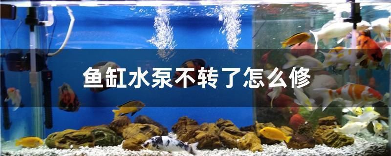 魚缸泵不冒泡怎么回事（如何檢查魚缸泵電源連接氣泵電機故障的判斷方法）