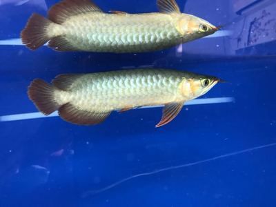 養龍魚買什么品牌的魚缸：養龍魚選擇什么品牌好