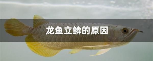 龍魚立鱗病能自愈嗎怎么治療龍魚立鱗病能自愈嗎：龍魚立鱗病能自愈嗎
