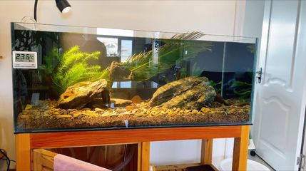 彩蝶魚缸屬于什么檔次