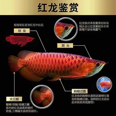 金龍魚的鑒賞：如何鑒賞金龍魚
