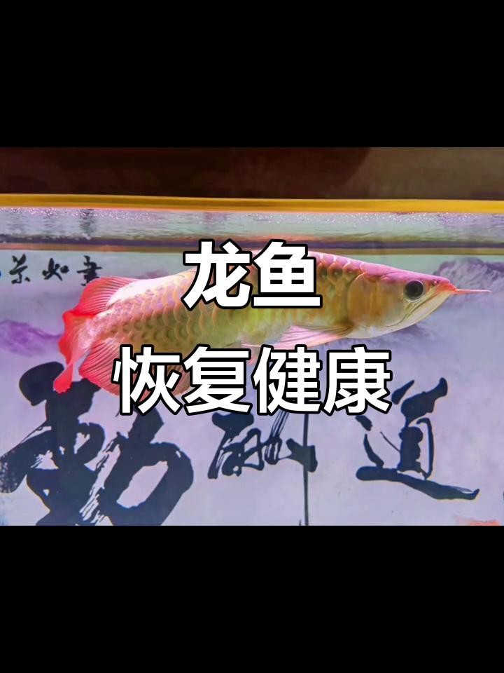 龍魚弓背能完全治愈嗎？