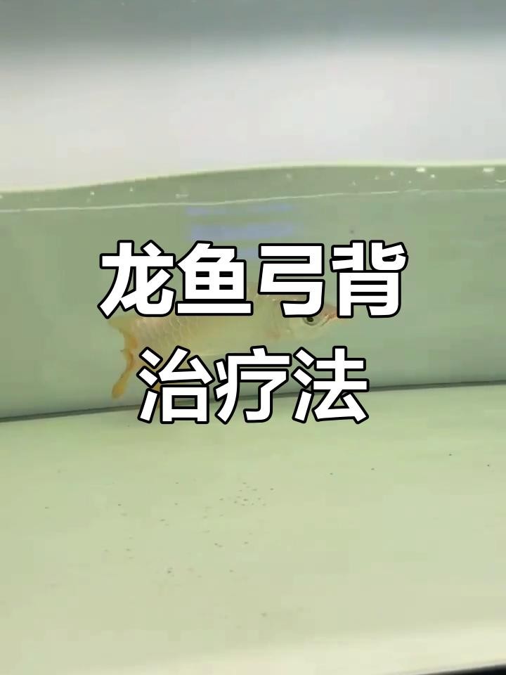 龍魚弓背能完全治愈嗎？