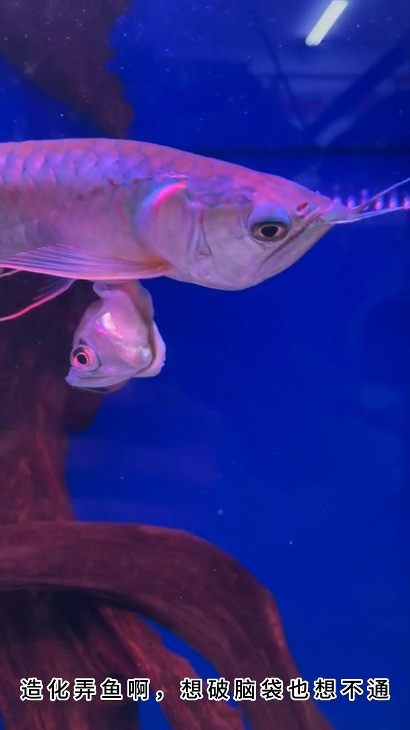 龍魚弓背能完全治愈嗎？