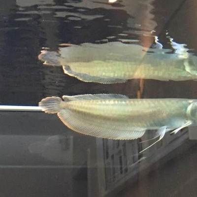 銀龍魚所需所有用品（銀龍魚所需的主要用品）