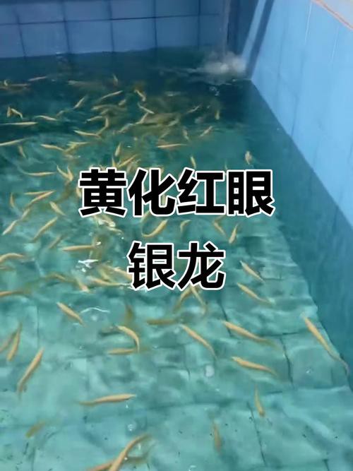 白子黃化龍魚圖片