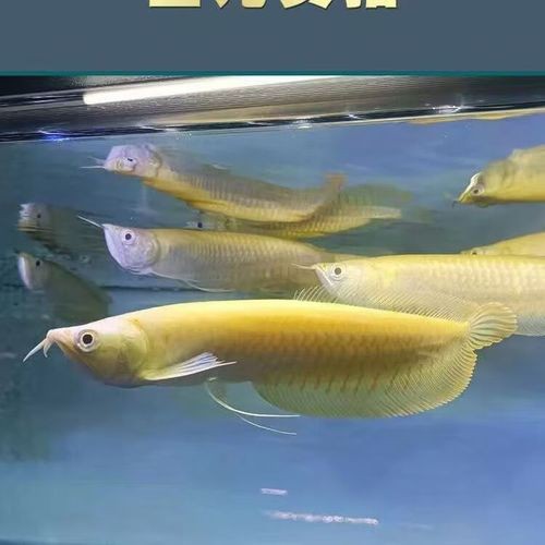 白子黃化龍魚圖片