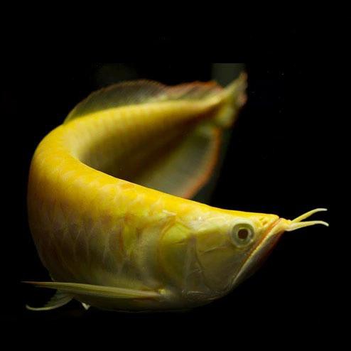白子黃化龍魚圖片