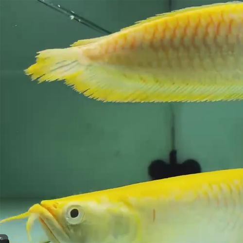 白子黃化龍魚圖片