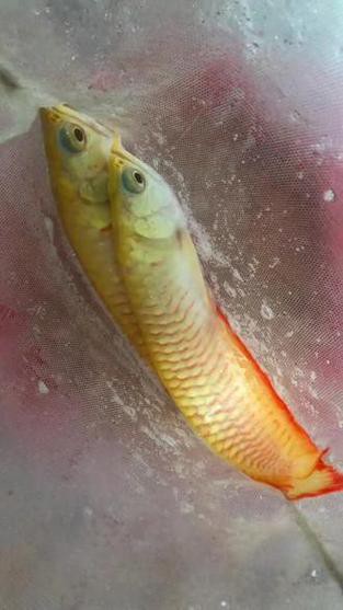 白子黃化龍魚圖片