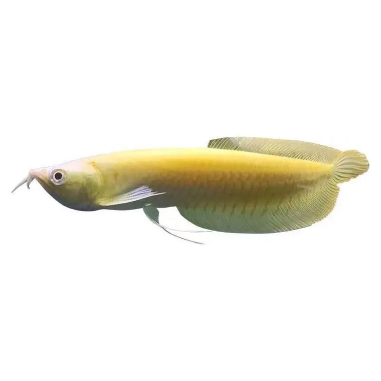 白子黃化龍魚圖片
