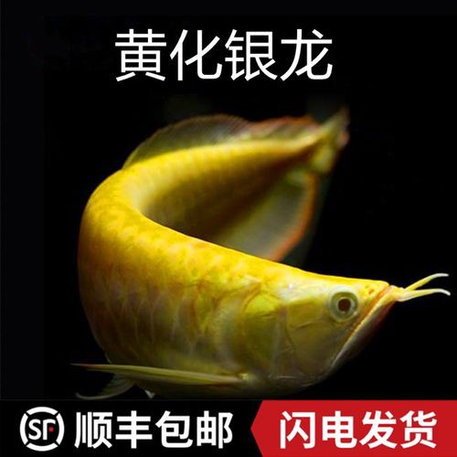 白子黃化龍魚圖片