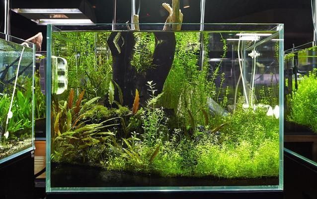 想買魚缸不知道怎么選擇（如何正確安裝魚缸過濾器）