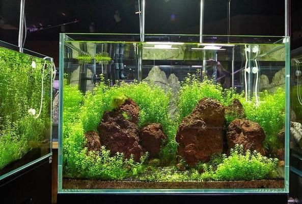 想買魚缸不知道怎么選擇（如何正確安裝魚缸過濾器）