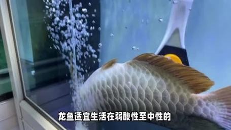 龍魚長期趴缸是什么原因分析圖解