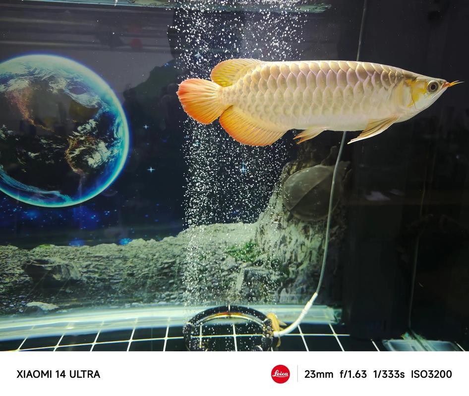 龍魚長期趴缸是什么原因分析圖解