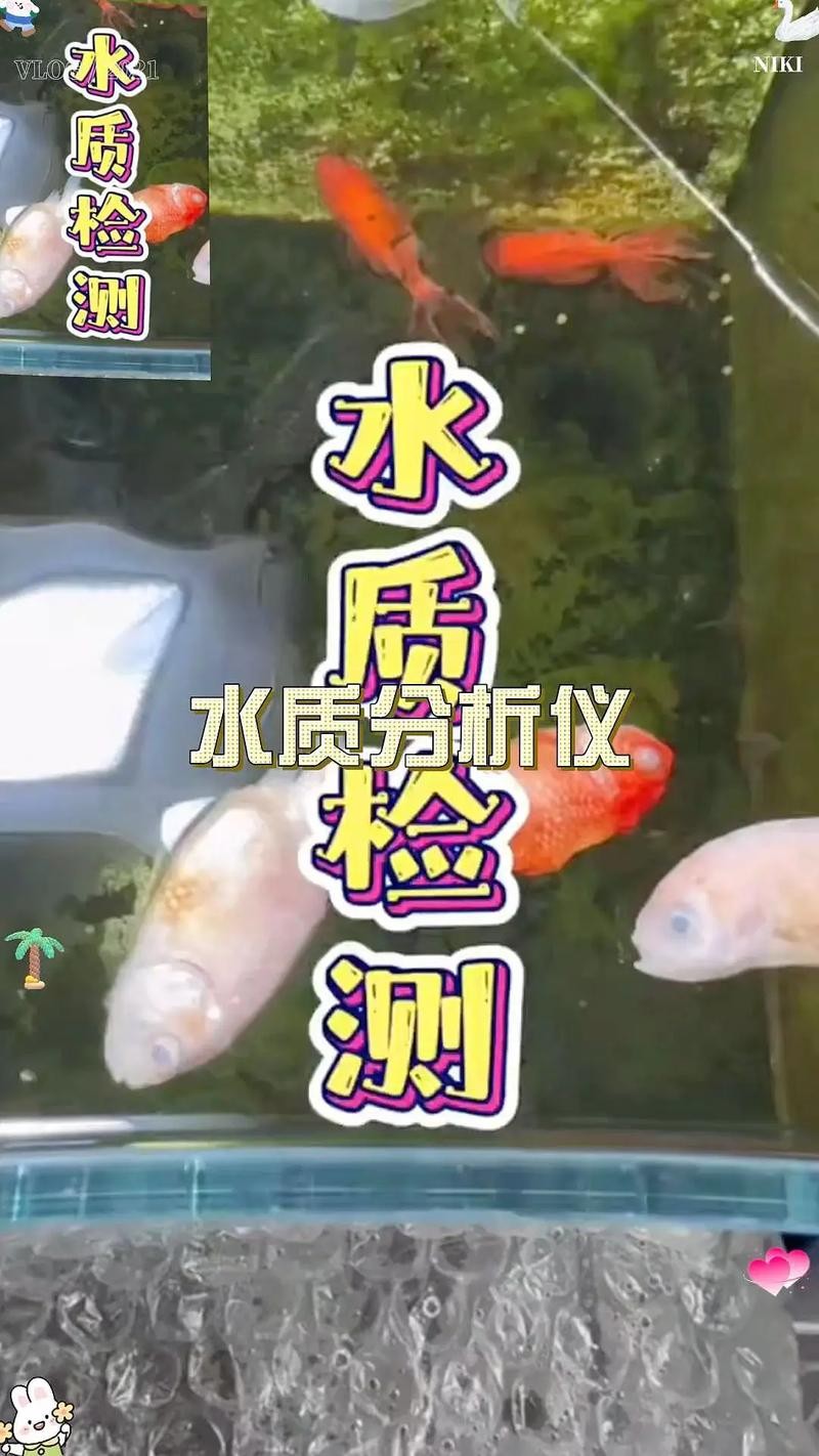 龍魚長期趴缸是什么原因分析圖解