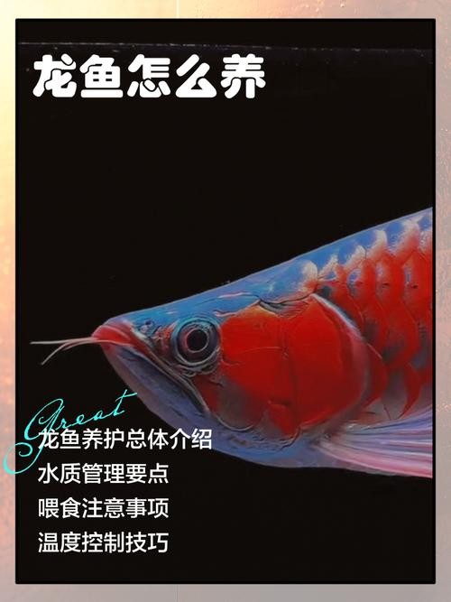 龍魚 溫度