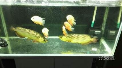 鄭州哪里有賣龍魚的