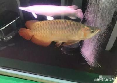龍魚混養(yǎng)的數(shù)量考量（水族箱的大小、水質(zhì)管理、龍魚的種類和性格等因素）