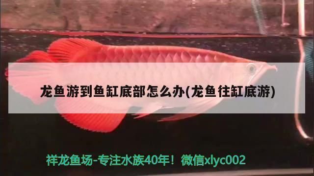 龍魚有時(shí)候往缸底游正常嗎：龍魚偶爾游向缸底可能有多種原因