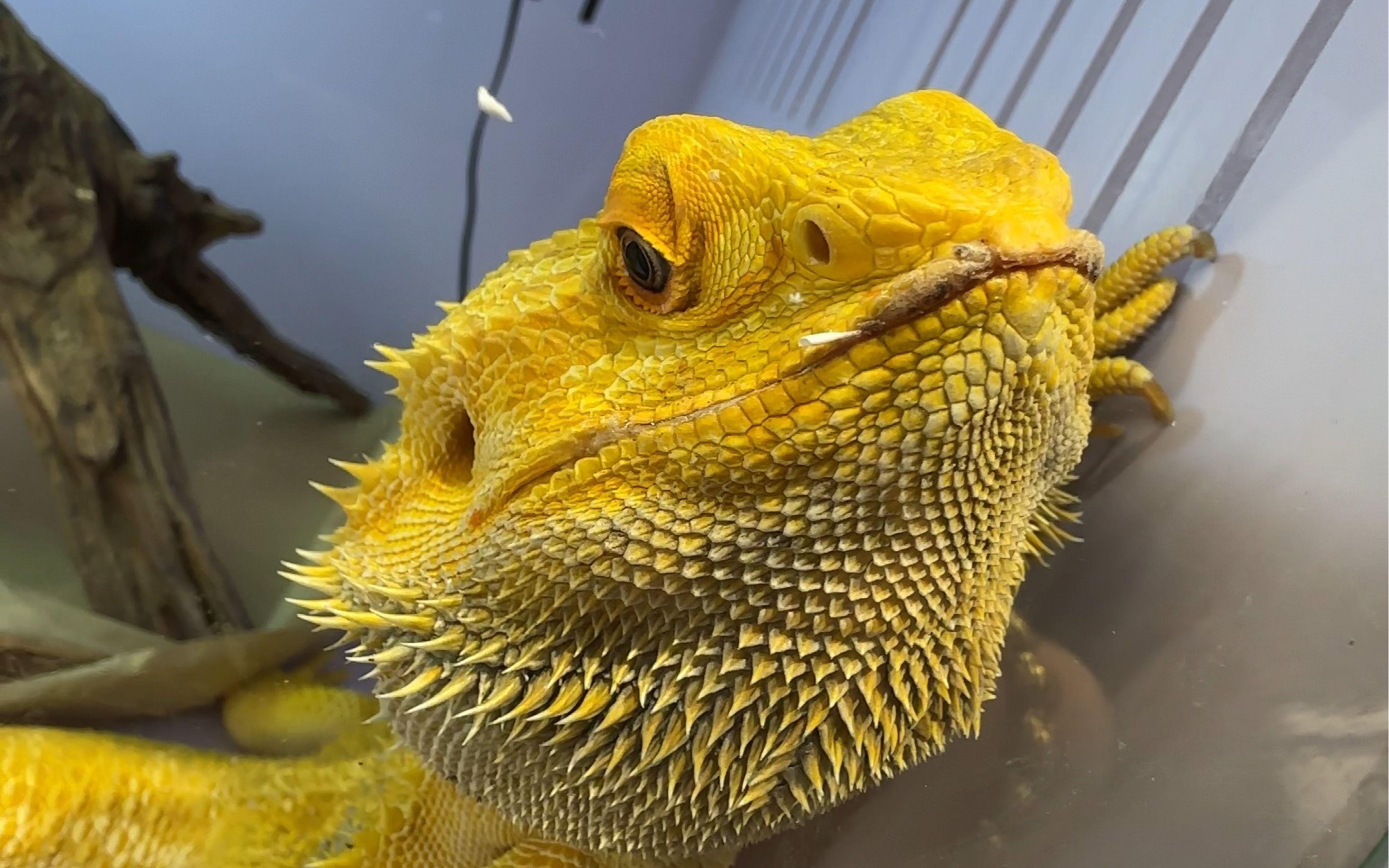 帝龍紅龍魚的市場價格如何