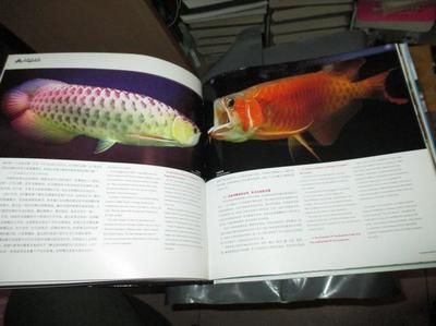 龍魚阿捷【龍魚阿捷在抖音上的活動非常豐富】
