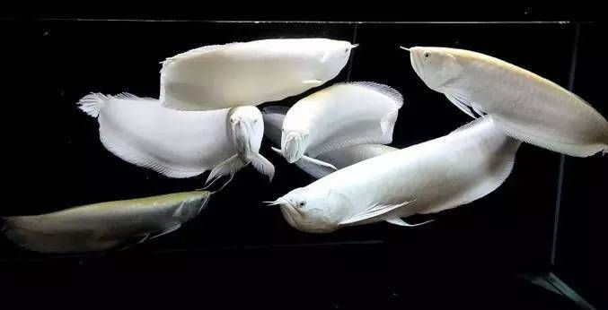 紅龍魚是什么時候出現的：紅龍魚的養殖技巧 紅龍魚是什么時候出現的：紅龍魚的養殖技巧 龍魚百科 第3張