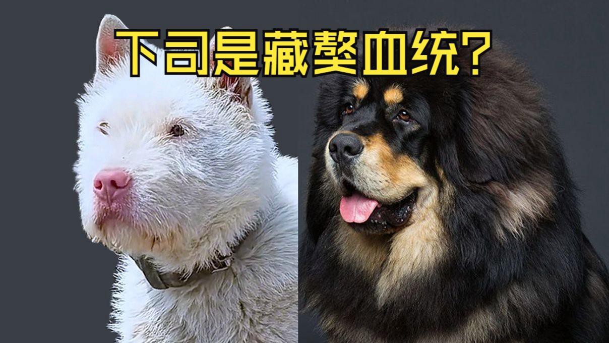 這兩種稀有品種的價(jià)格是多少？