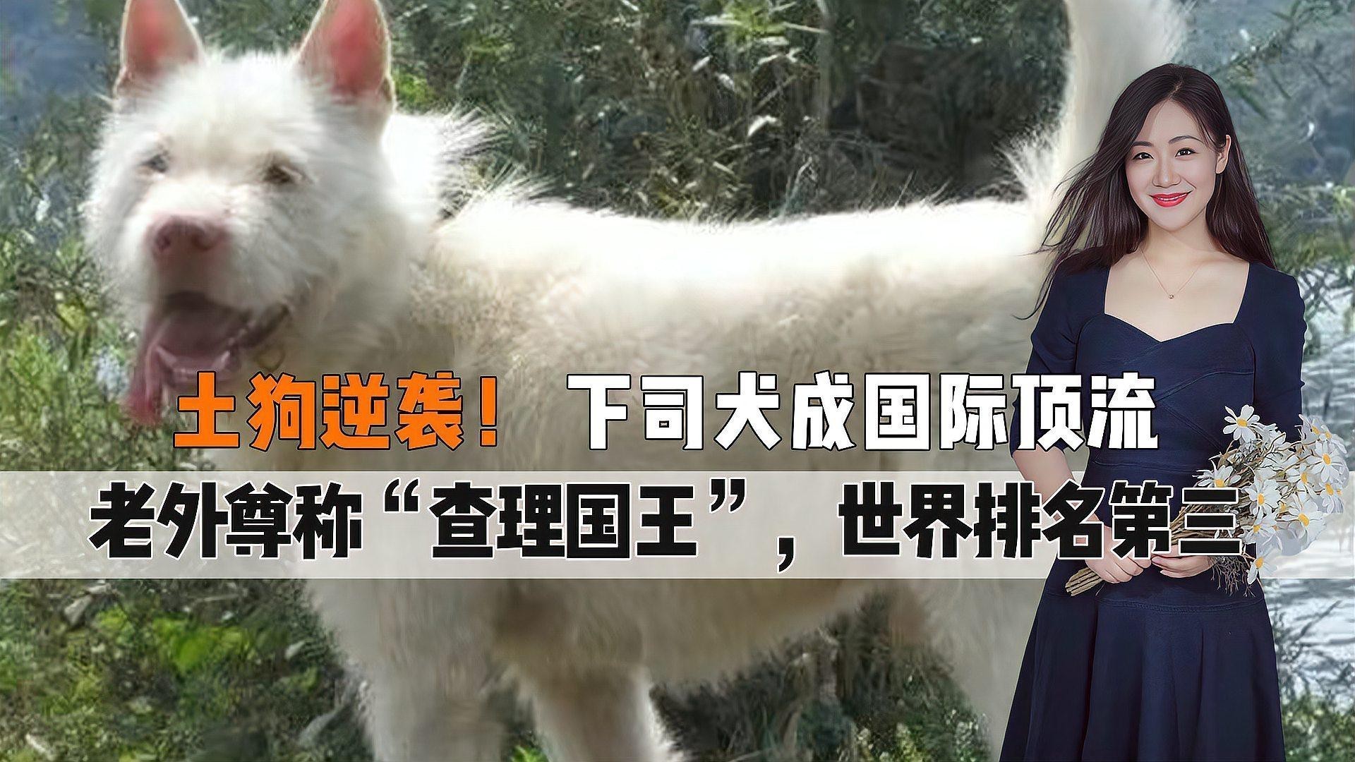 這兩種稀有品種的價(jià)格是多少？