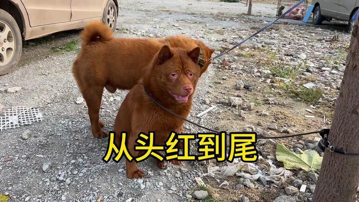 這兩種稀有品種的價(jià)格是多少？