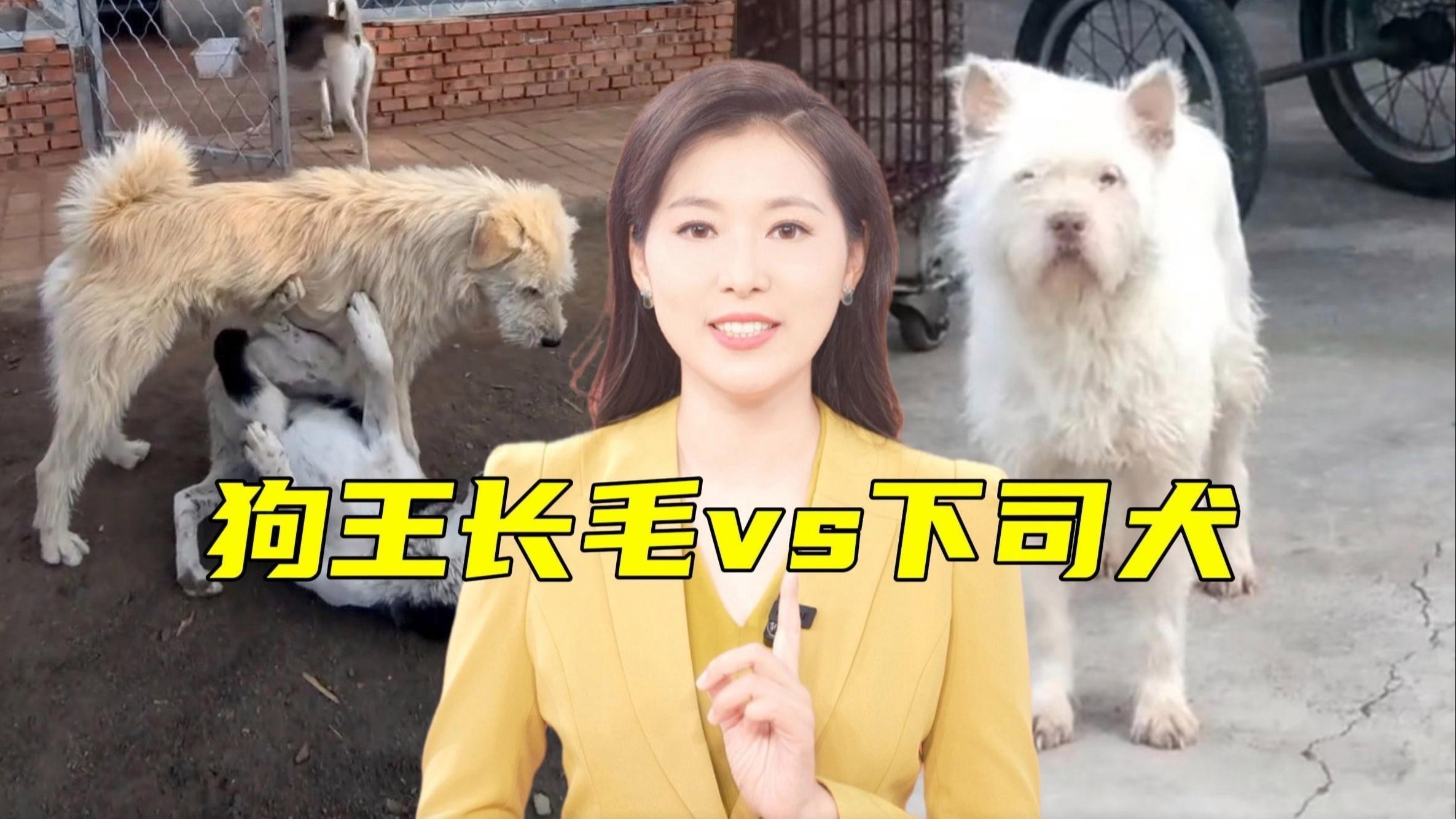 這兩種稀有品種的價(jià)格是多少？