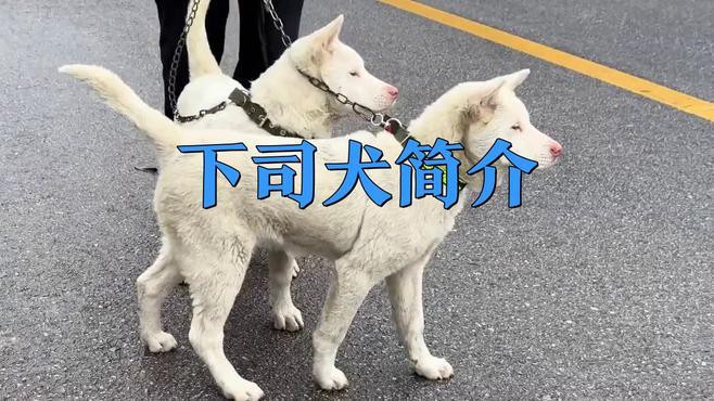 這兩種稀有品種的價(jià)格是多少？