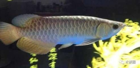 龍魚怎么看（如何挑選優質龍魚）