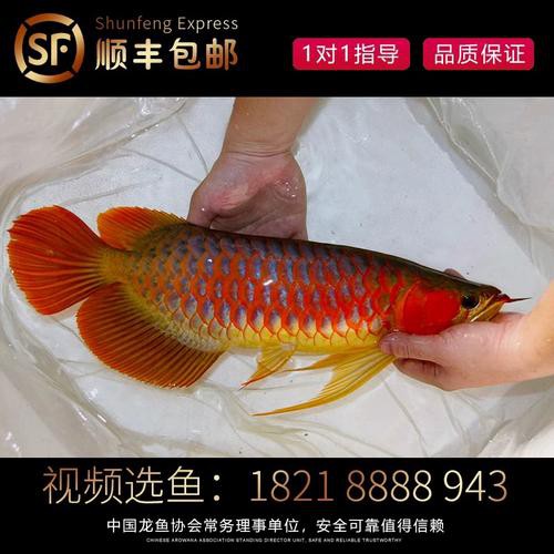 紅龍魚燈光位置示意圖