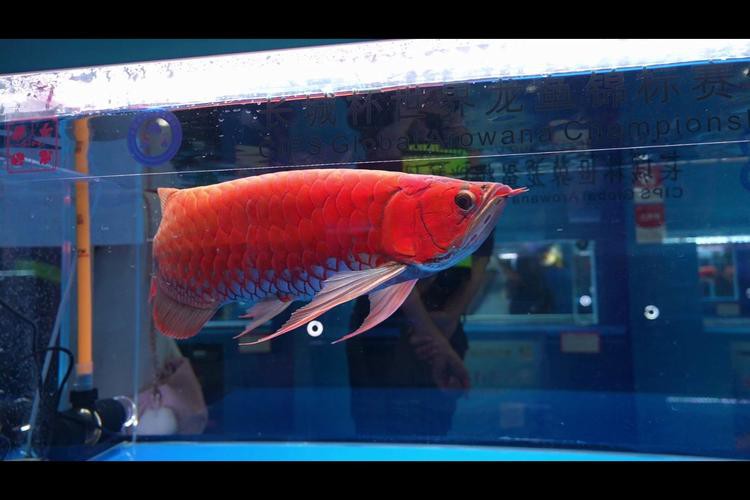 紅龍魚燈光位置示意圖