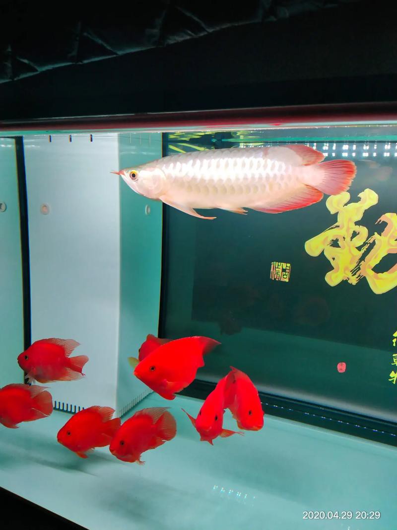 紅龍魚燈光位置示意圖