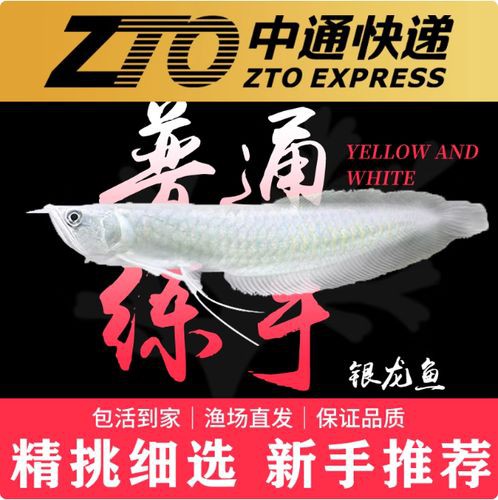 紅龍魚燈光位置示意圖