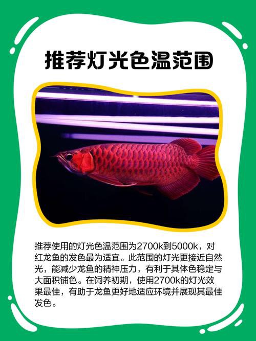 紅龍魚燈光位置示意圖